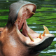 Image for article titled 9 Notorious Animals Who Fucked Shit Up Like a Boss